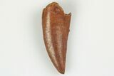 Raptor Tooth - Real Dinosaur Tooth #193088-1